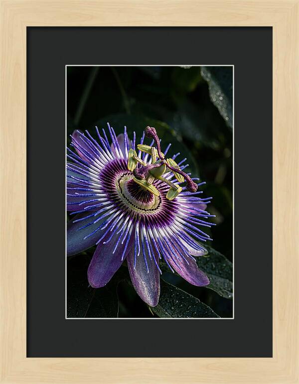 Passion Flower Beauty