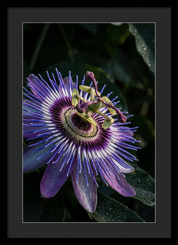 Passion Flower Beauty