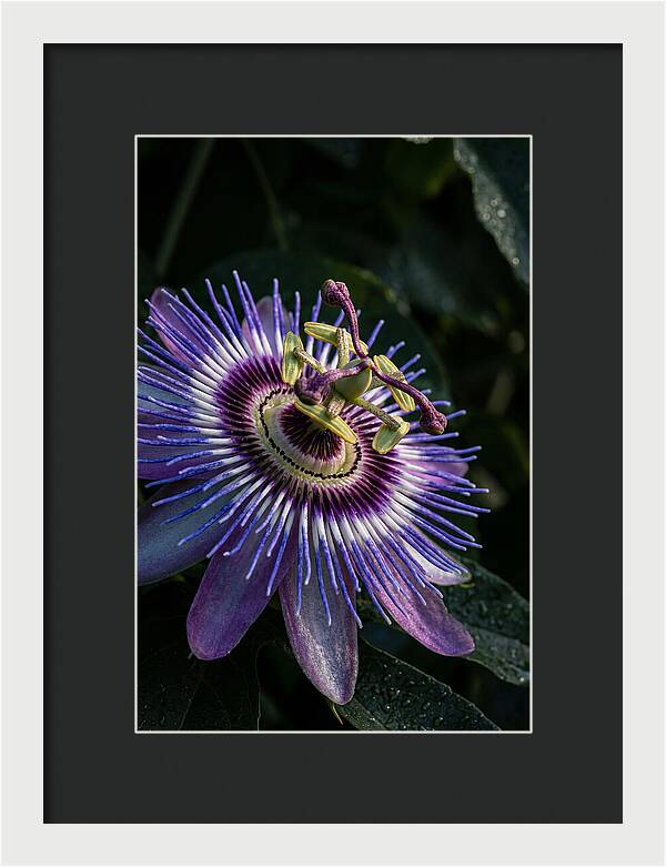 Passion Flower Beauty