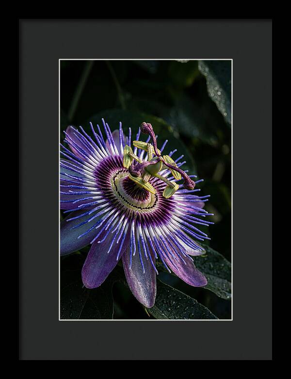 Passion Flower Beauty