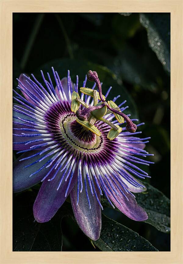 Passion Flower Beauty