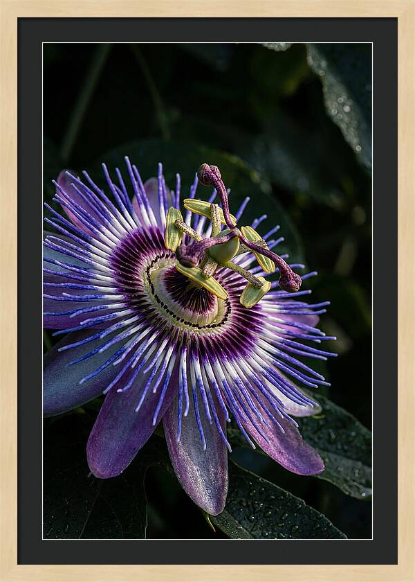 Passion Flower Beauty