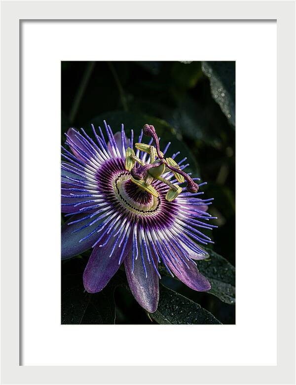 Passion Flower Beauty