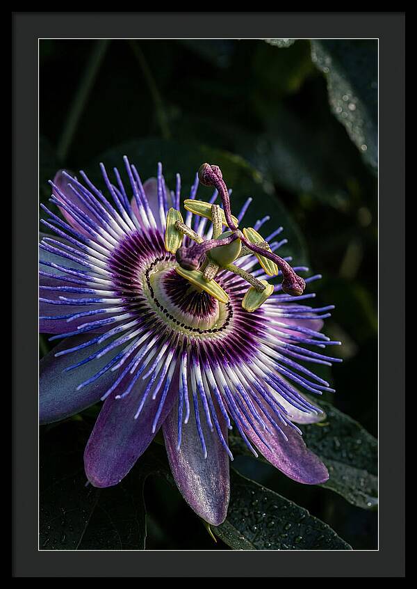 Passion Flower Beauty