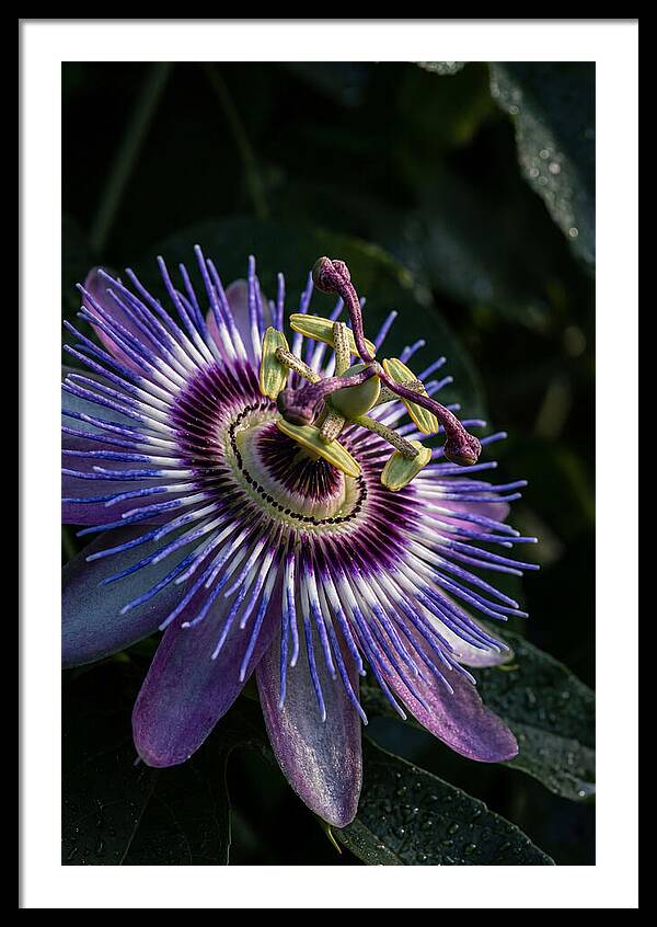 Passion Flower Beauty