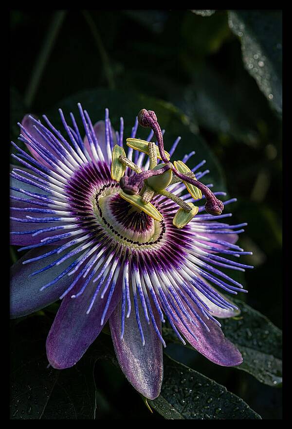 Passion Flower Beauty