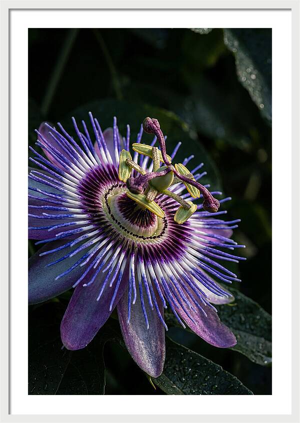 Passion Flower Beauty