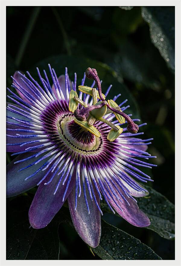 Passion Flower Beauty