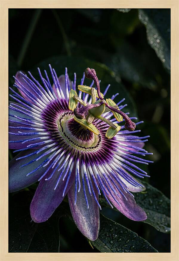 Passion Flower Beauty