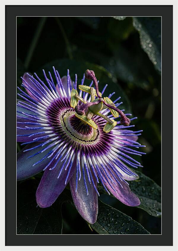Passion Flower Beauty