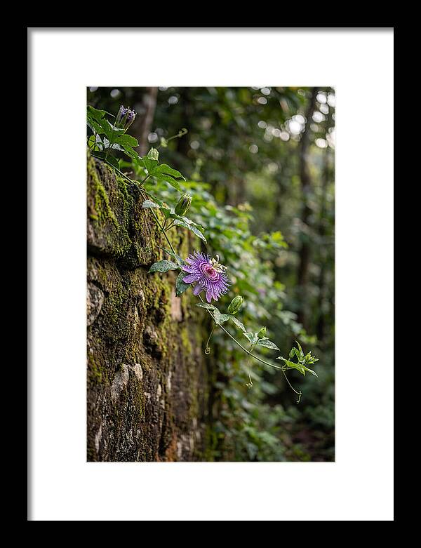 Passion Flower Blooming Against Stone