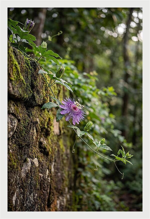 Passion Flower Blooming Against Stone