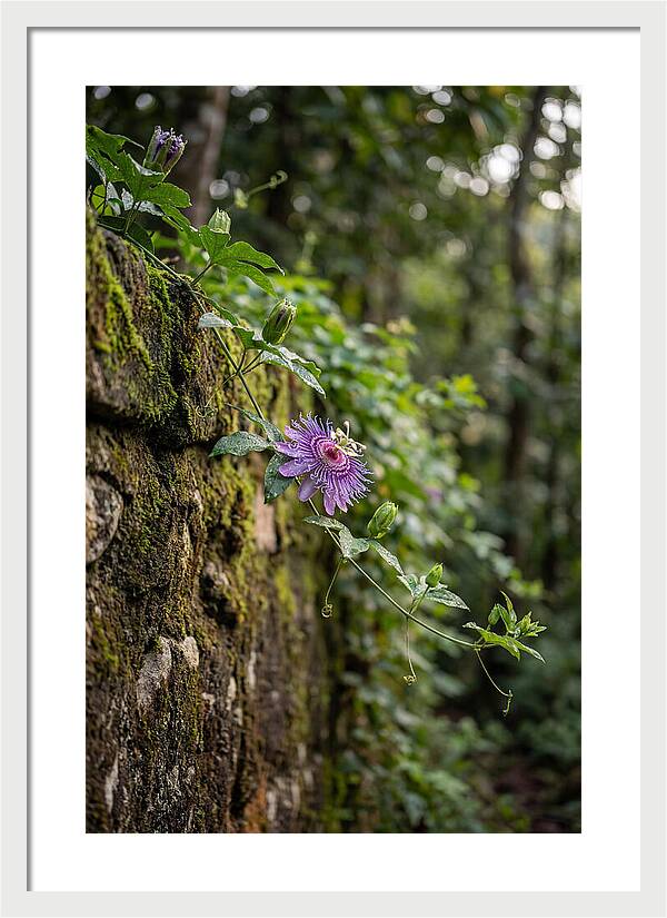 Passion Flower Blooming Against Stone