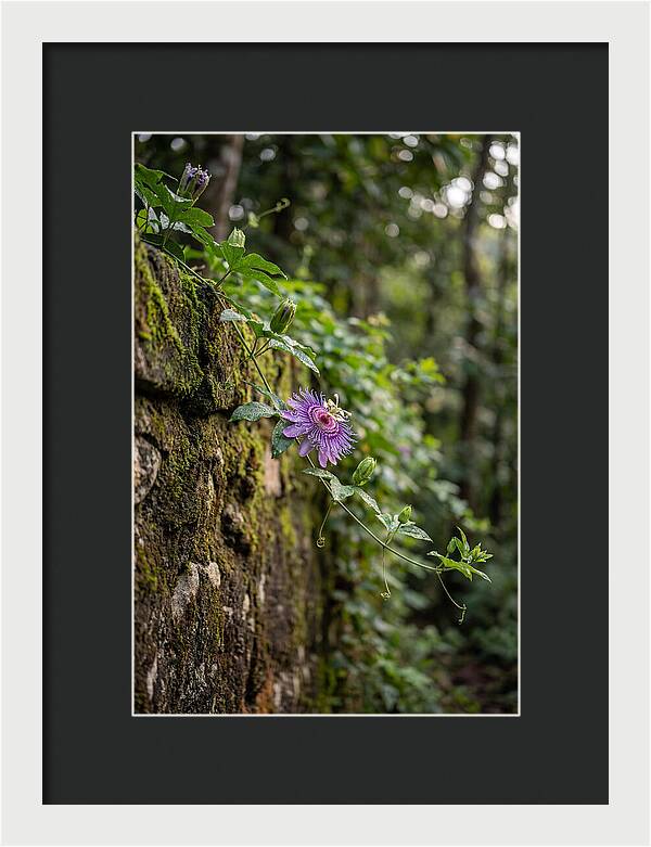 Passion Flower Blooming Against Stone