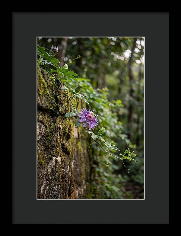 Passion Flower Blooming Against Stone