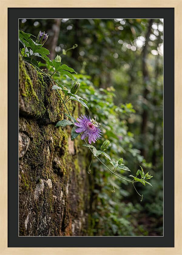 Passion Flower Blooming Against Stone