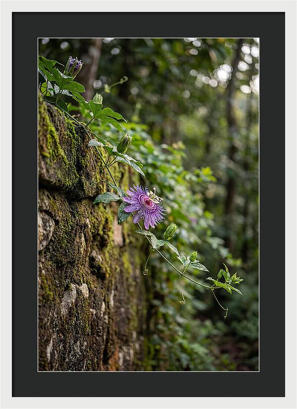 Passion Flower Blooming Against Stone