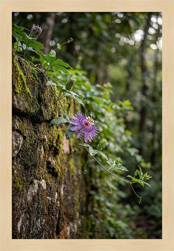Passion Flower Blooming Against Stone
