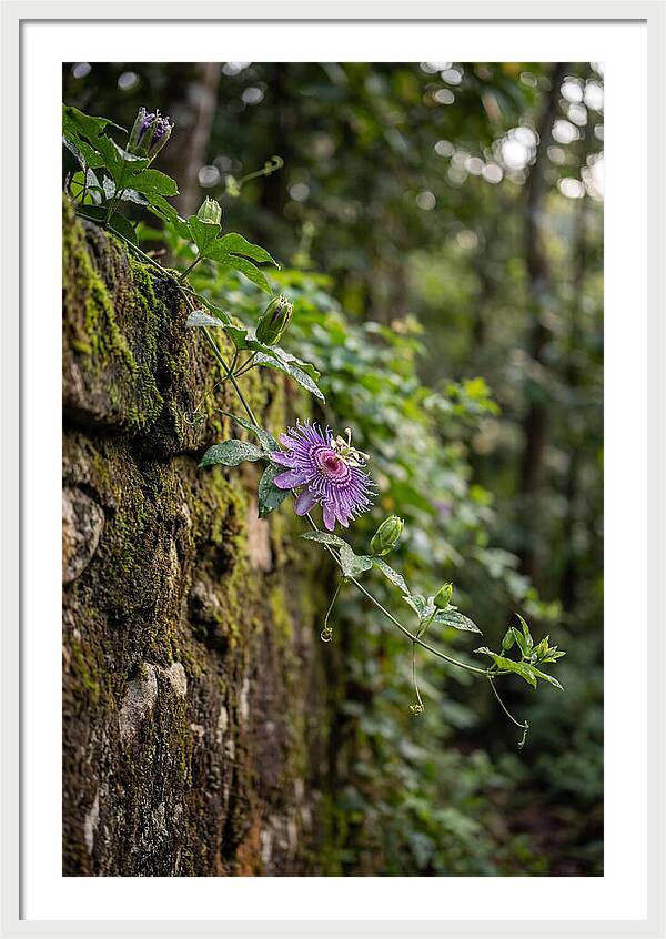 Passion Flower Blooming Against Stone