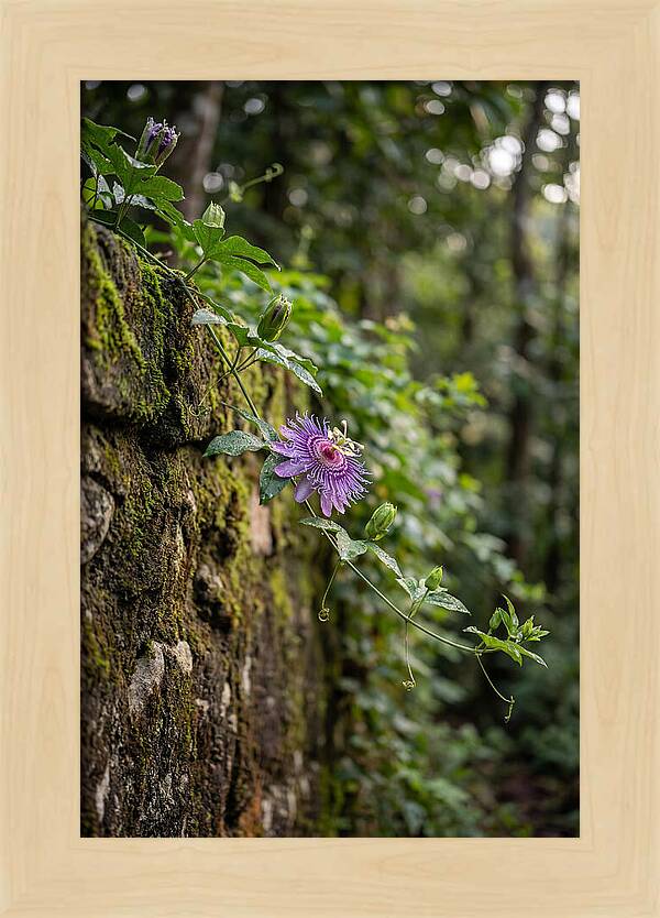 Passion Flower Blooming Against Stone