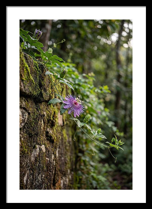Passion Flower Blooming Against Stone
