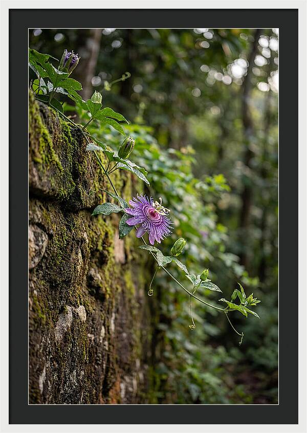 Passion Flower Blooming Against Stone