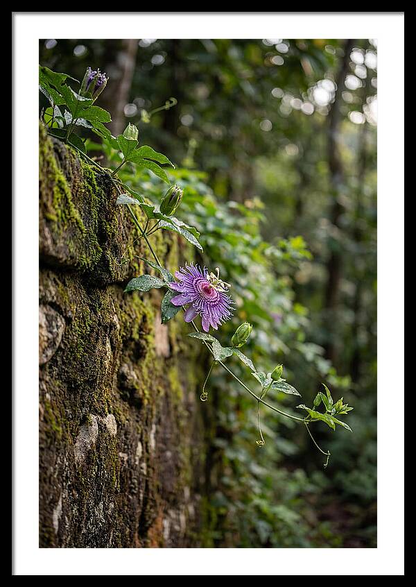Passion Flower Blooming Against Stone