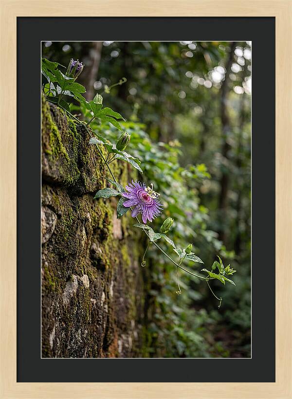 Passion Flower Blooming Against Stone