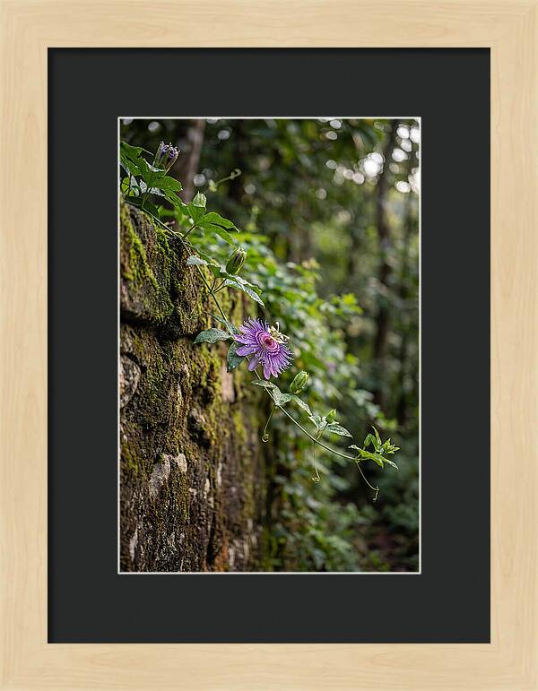 Passion Flower Blooming Against Stone