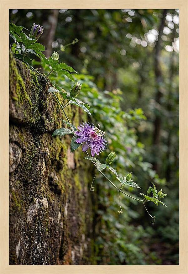 Passion Flower Blooming Against Stone