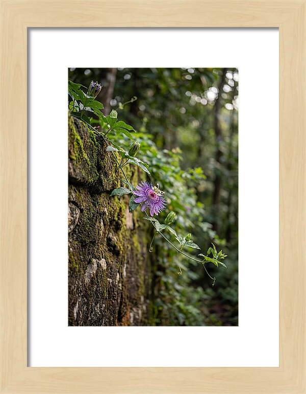 Passion Flower Blooming Against Stone