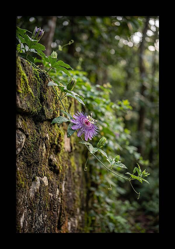 Passion Flower Blooming Against Stone
