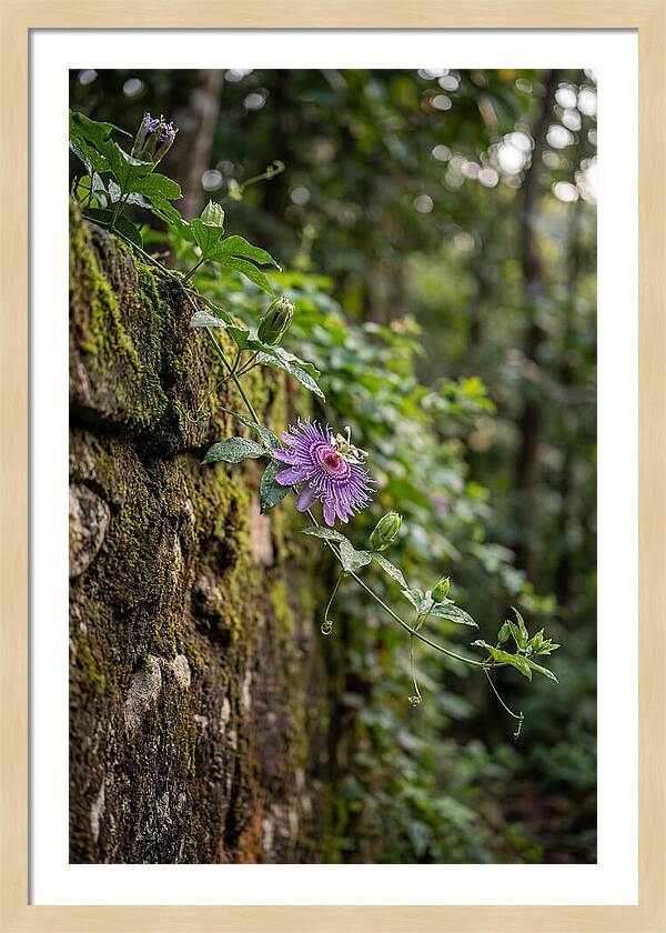 Passion Flower Blooming Against Stone