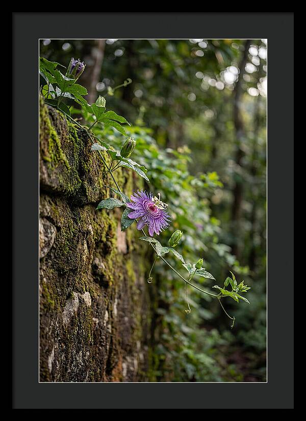 Passion Flower Blooming Against Stone