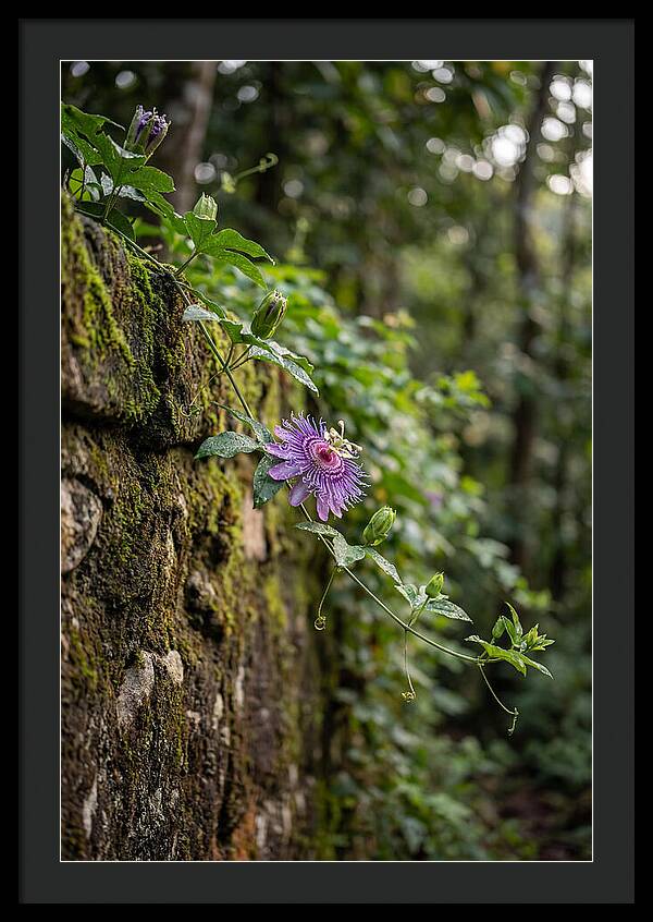 Passion Flower Blooming Against Stone