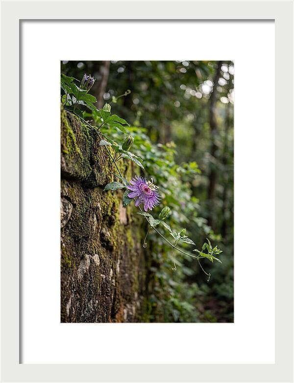 Passion Flower Blooming Against Stone