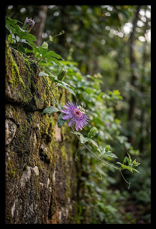 Passion Flower Blooming Against Stone