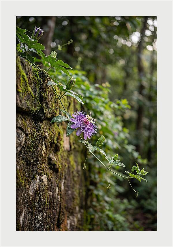 Passion Flower Blooming Against Stone