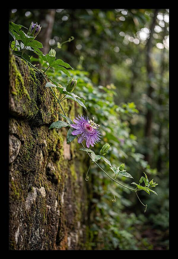 Passion Flower Blooming Against Stone