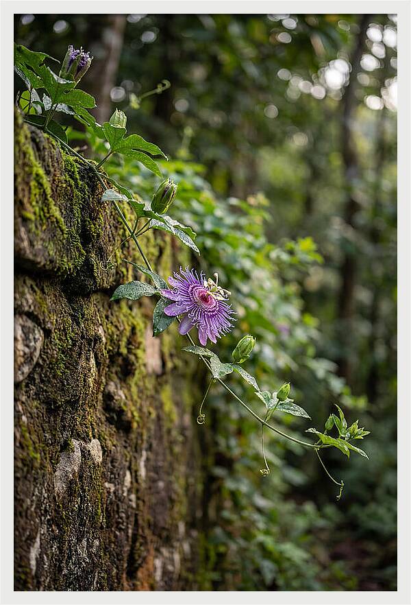 Passion Flower Blooming Against Stone