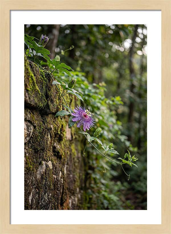 Passion Flower Blooming Against Stone
