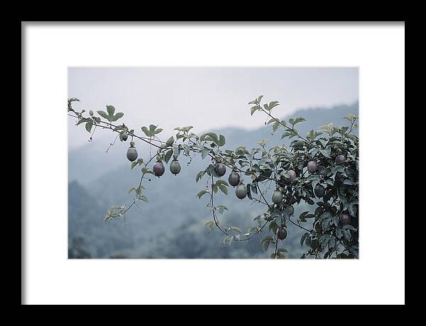 Passion Fruit Vine Serenity