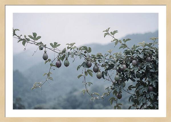 Passion Fruit Vine Serenity