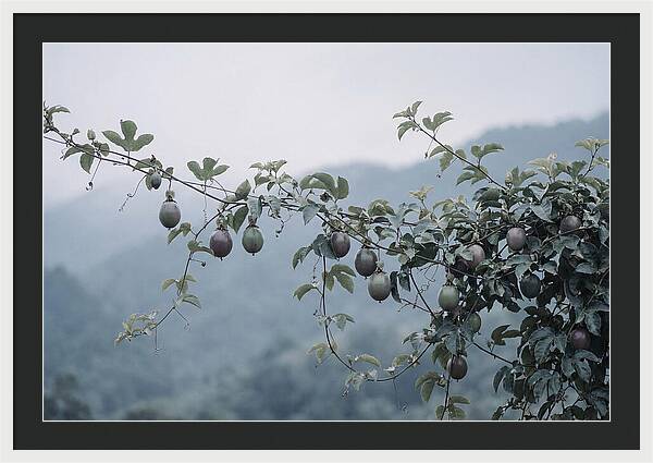 Passion Fruit Vine Serenity