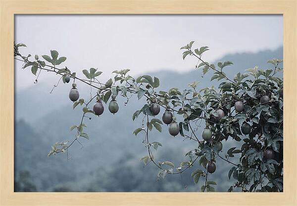 Passion Fruit Vine Serenity