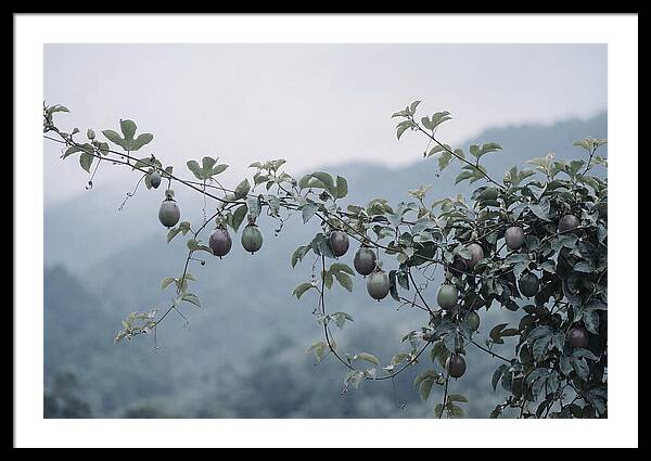 Passion Fruit Vine Serenity