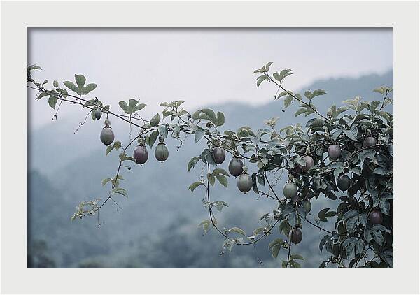 Passion Fruit Vine Serenity