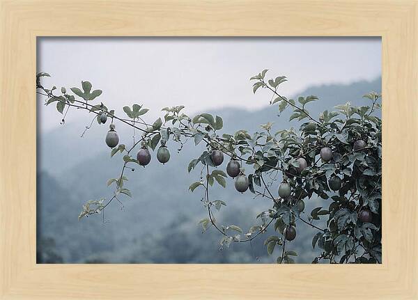 Passion Fruit Vine Serenity
