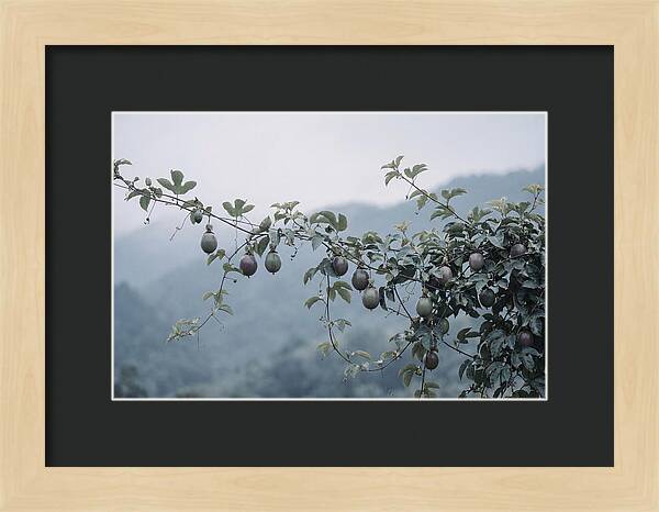 Passion Fruit Vine Serenity