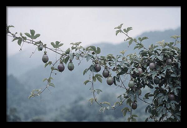 Passion Fruit Vine Serenity